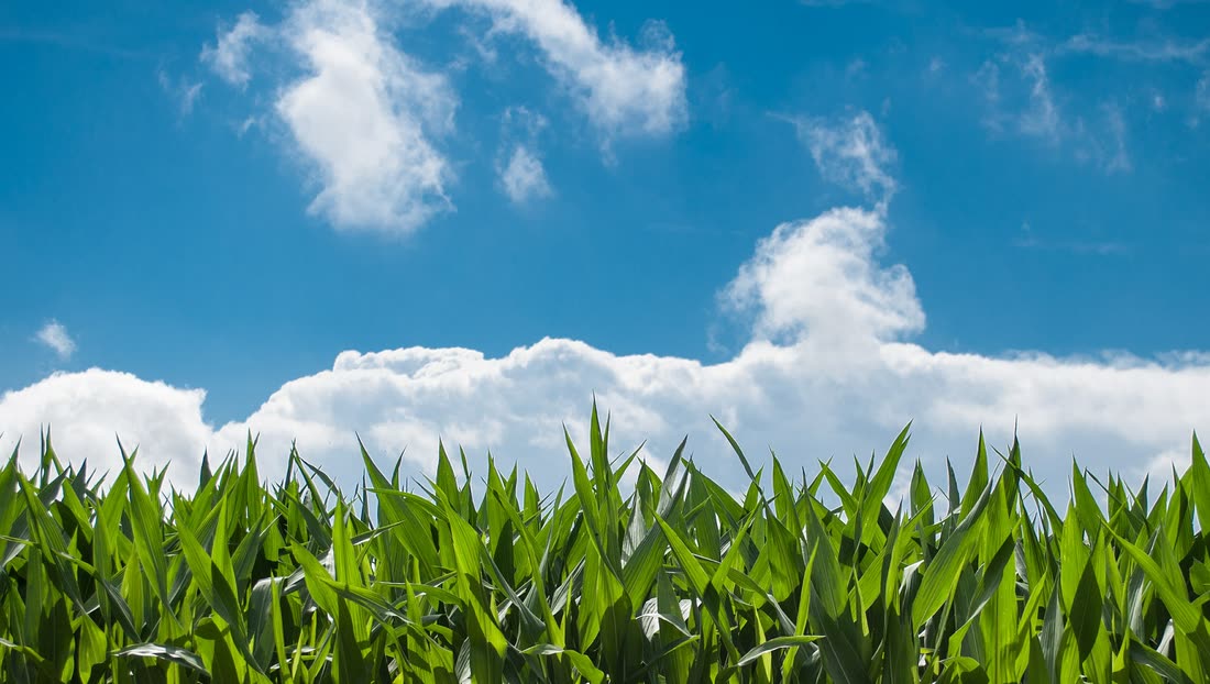 Campo de maíz bajo cielo azul
