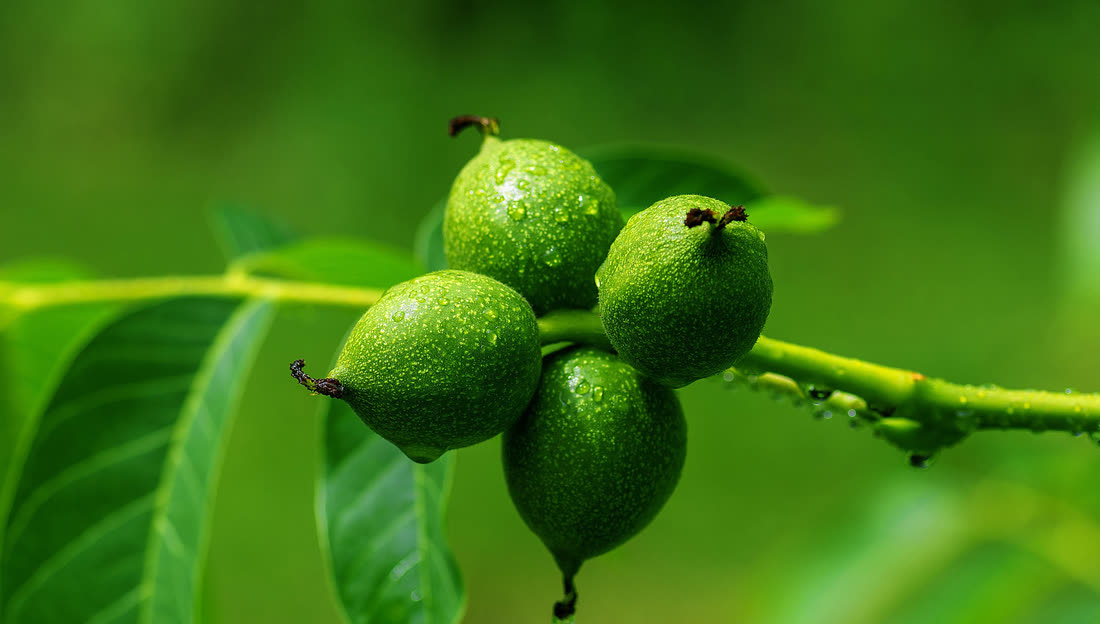 Nueces verdes en la rama del nogal